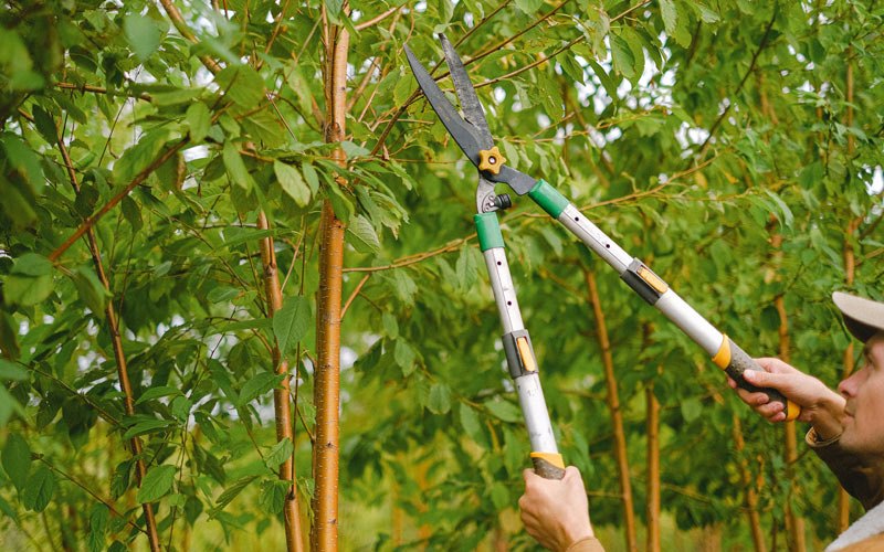 Tree trimming in Culpeper, VA